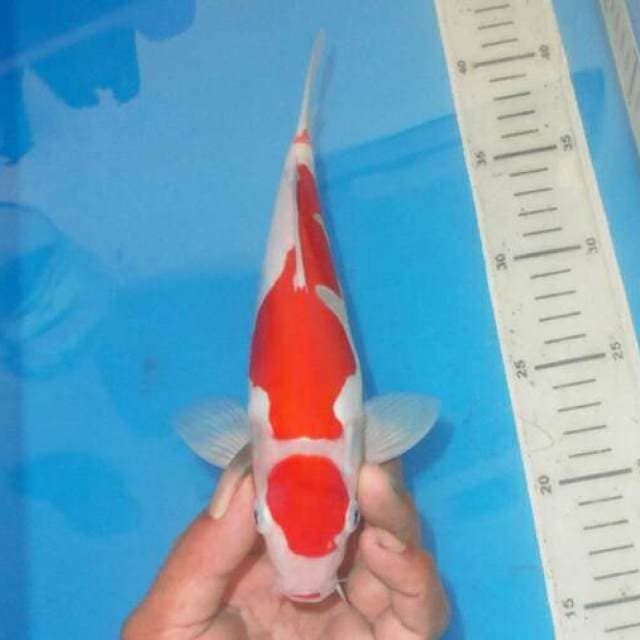 MARUTEN KOHAKU