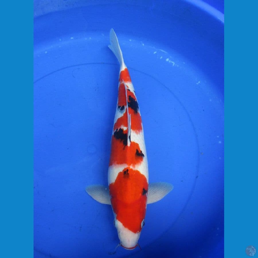 sanke sansoku ±44cm jantan