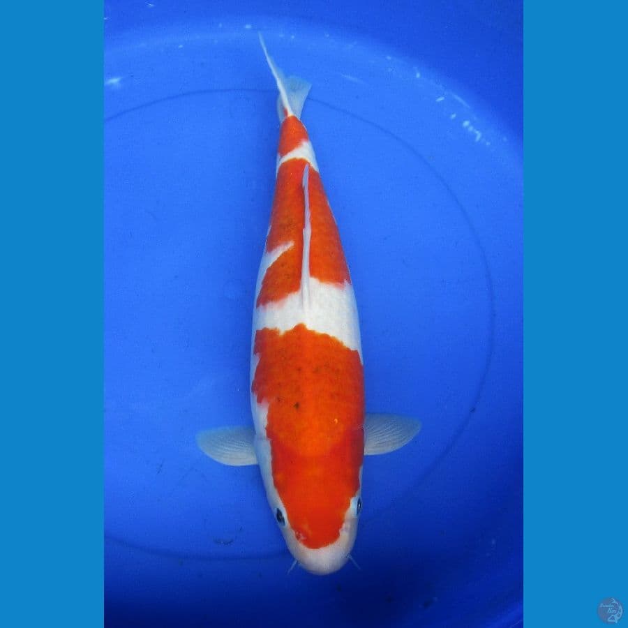 ai goromo ±45cm jantan body joss