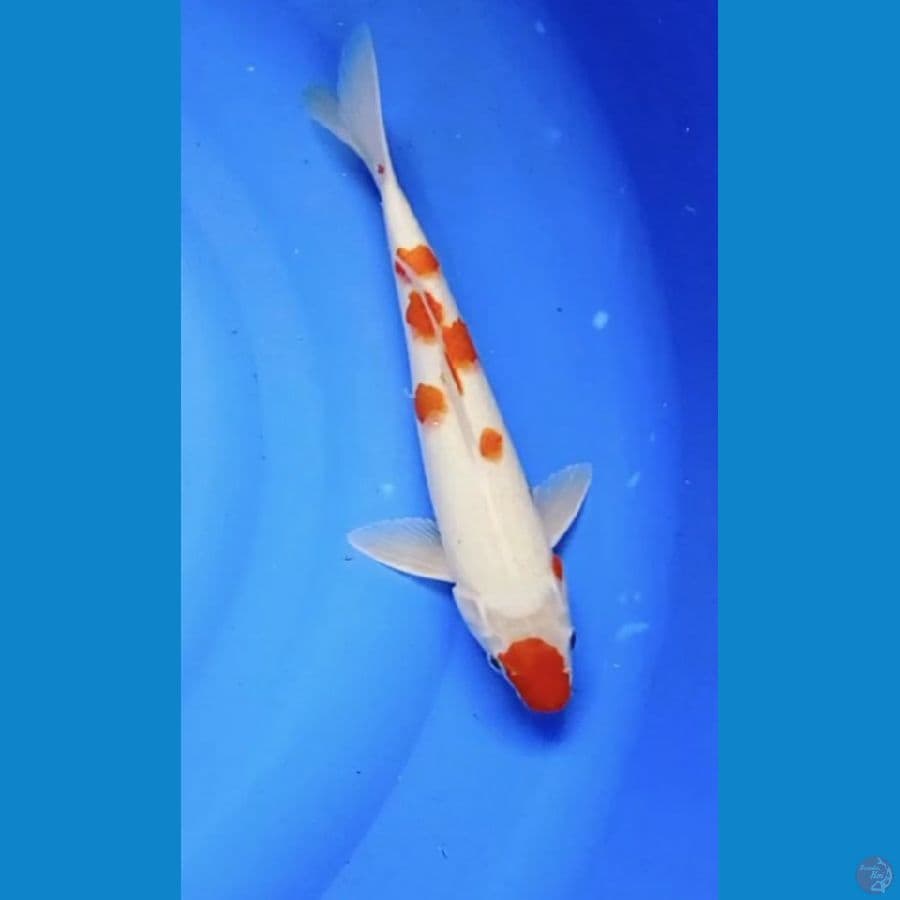 kohaku