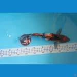 Showa 32cm
