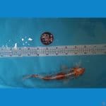 kujaku 34cm