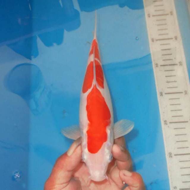 SANDAN KOHAKU