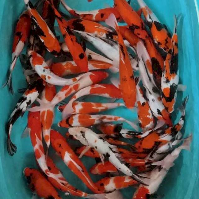 Mix 30ekor bonus 10ekor 24-32cm