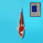 AI GOROMO 31 CM TANIKOI