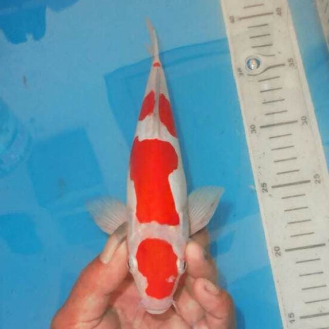KOHAKU