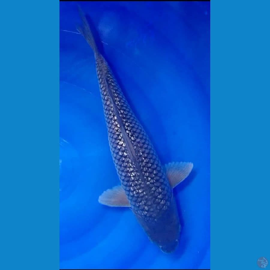SORAGOI BLACK DIAMOND GINRIN FULL 45 CM - ARIAKA KOI FARM