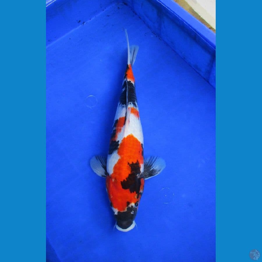 showa ±36cm