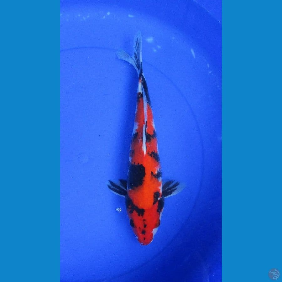 showa sansoku ±35cm