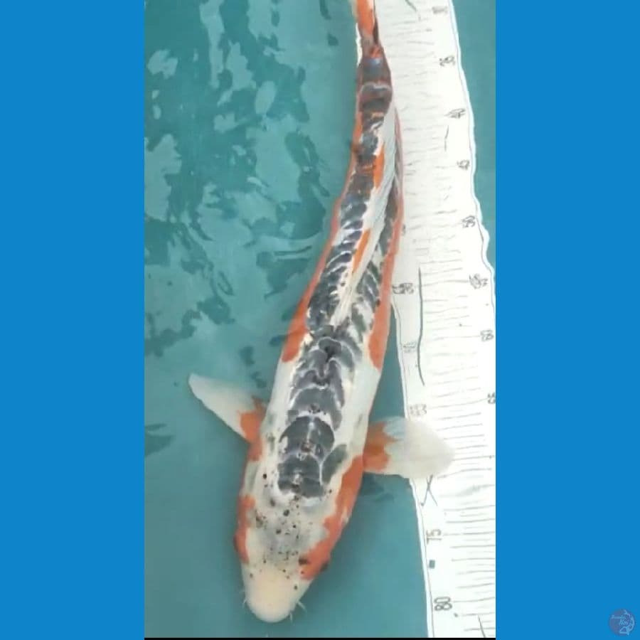 shusui 60cm female