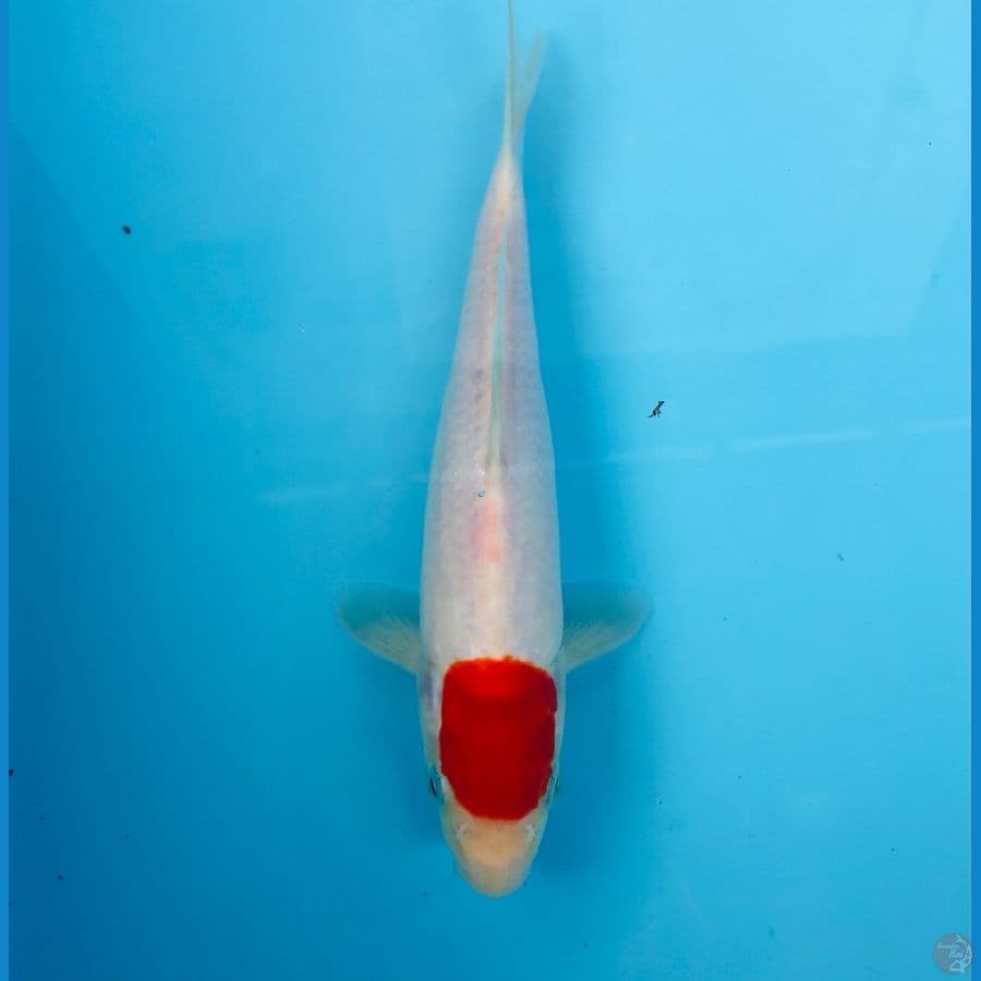 tancho kohaku, 23 cm