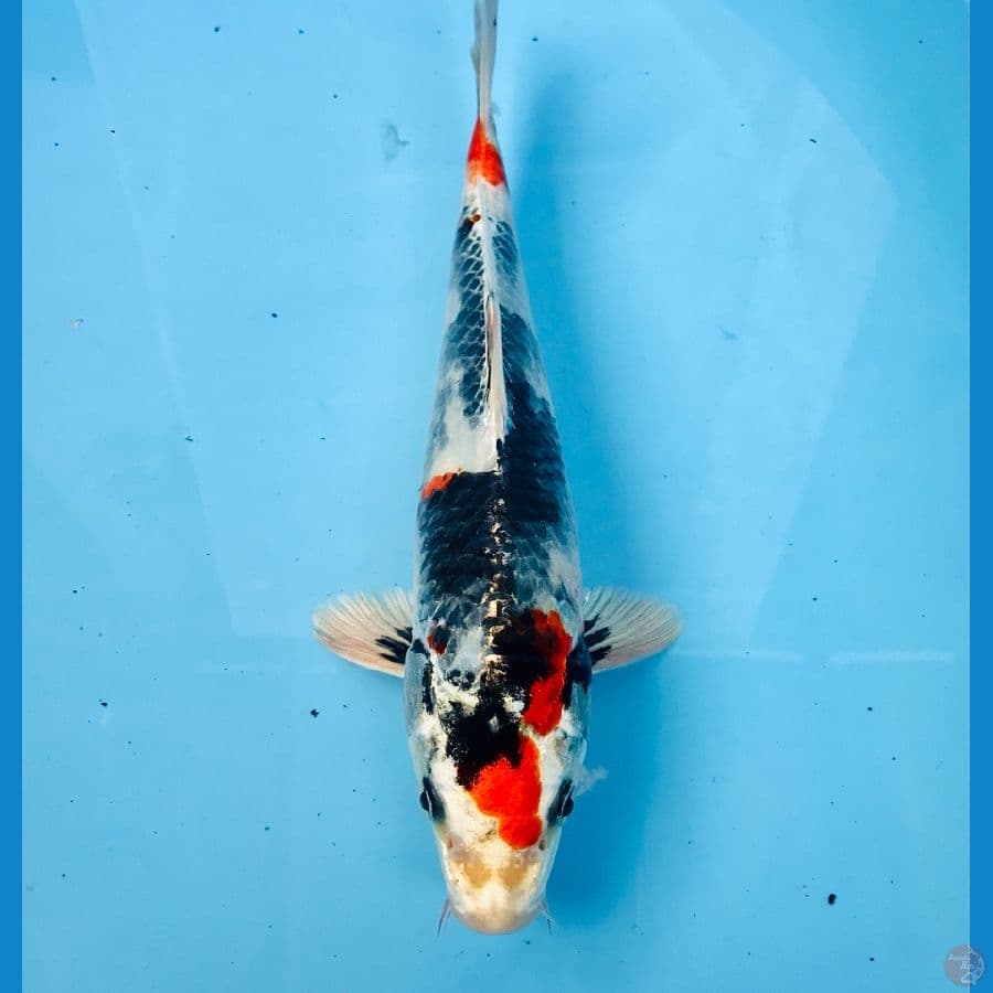 kin showa, male 25 cm
