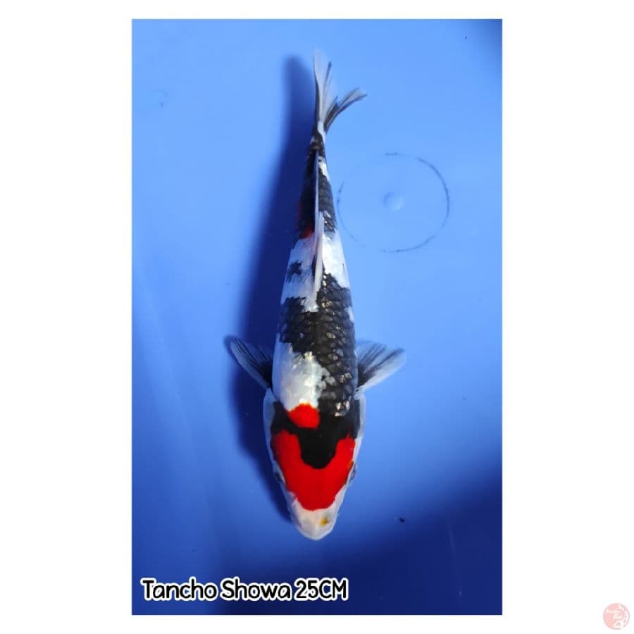 Tancho Showa Ginrin 25CM