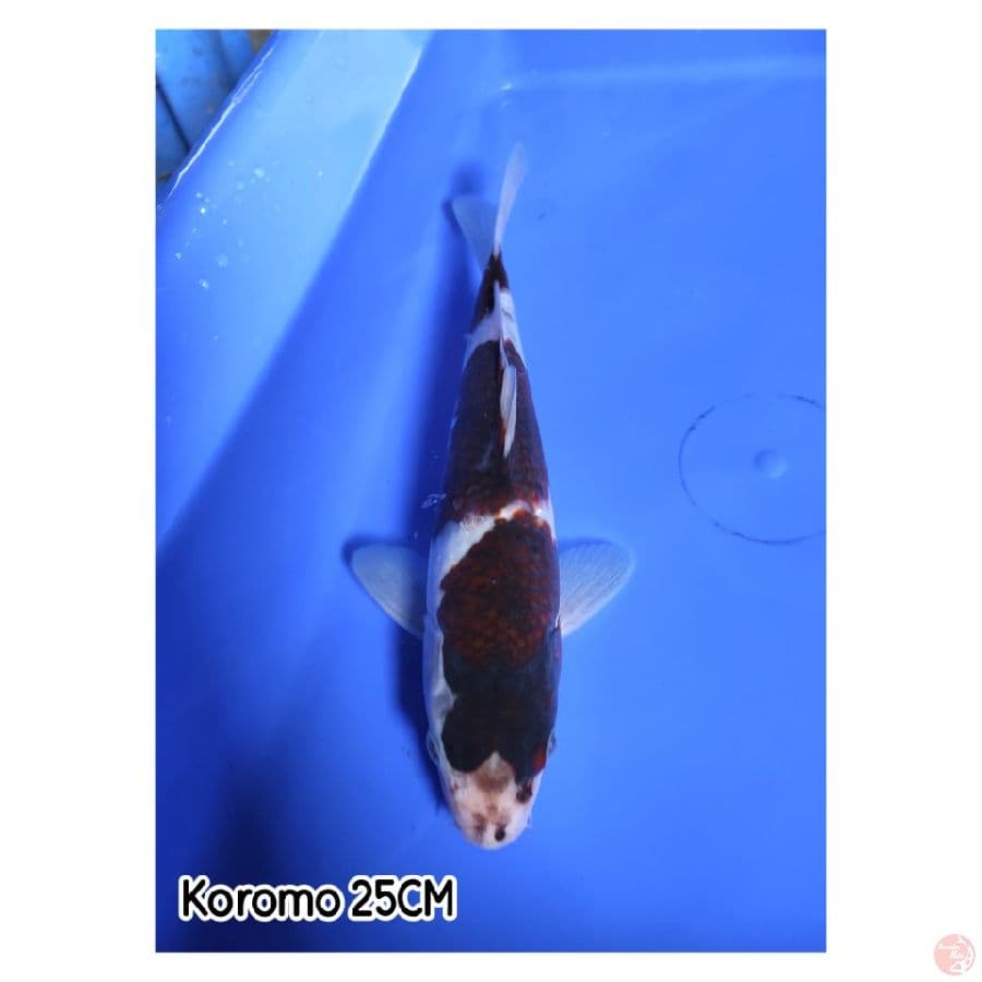 Koromo 25CM