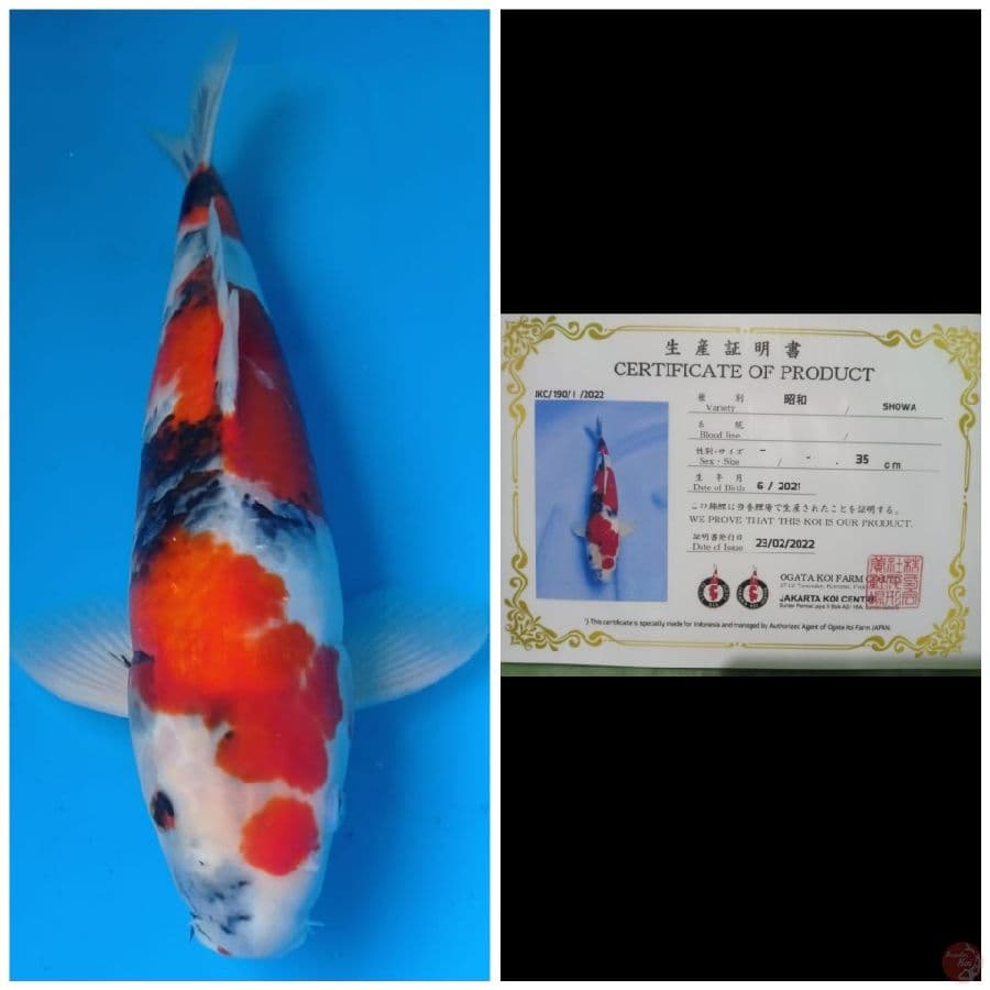 Ogata Showa