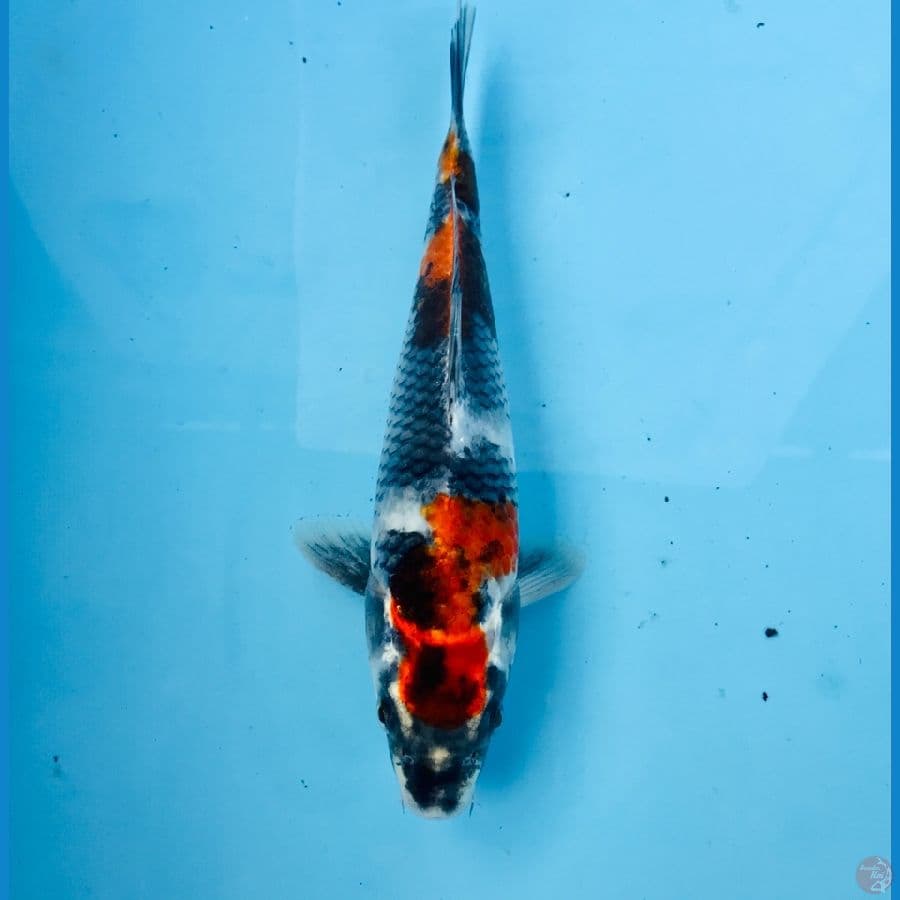 showa, 23 cm