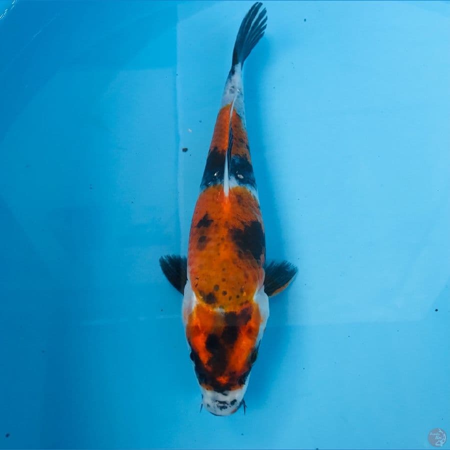 showa, 23 cm