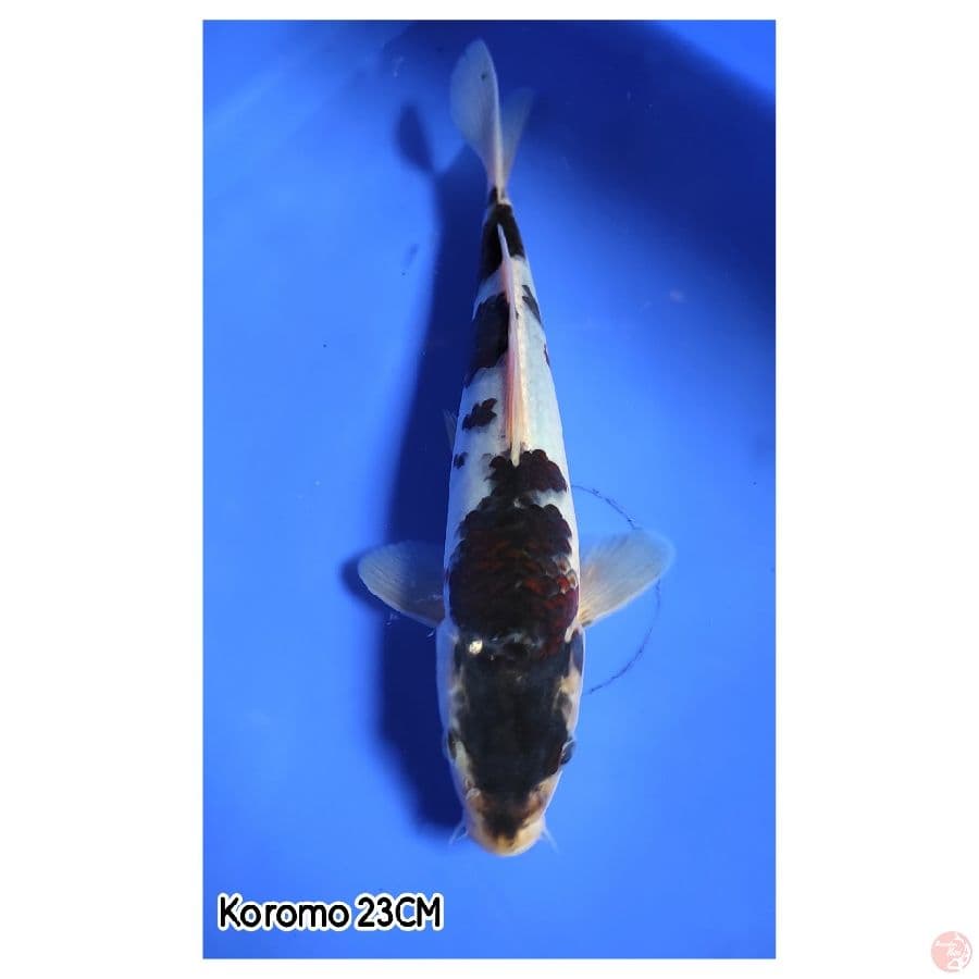 Minion Koromo 23CM