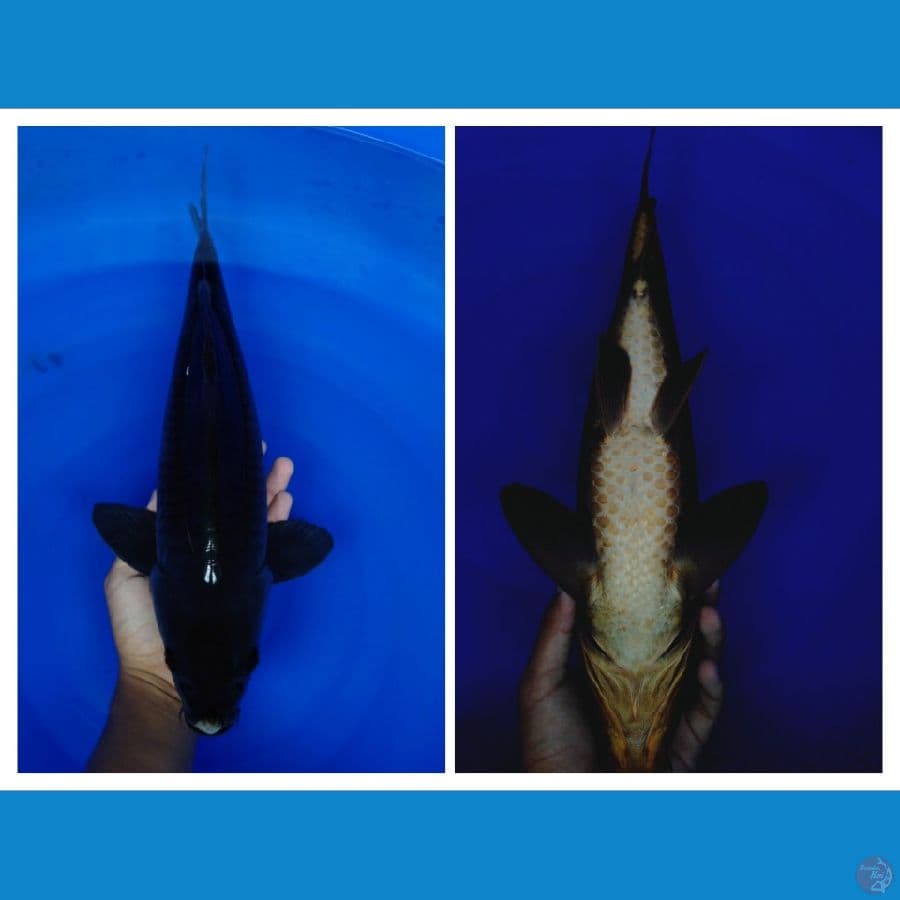 JUMBO karasu 44cm (male)