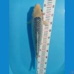 Muray koifarm - asagi 41 cm