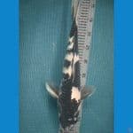 shiro size 40 cm- muray koifarm