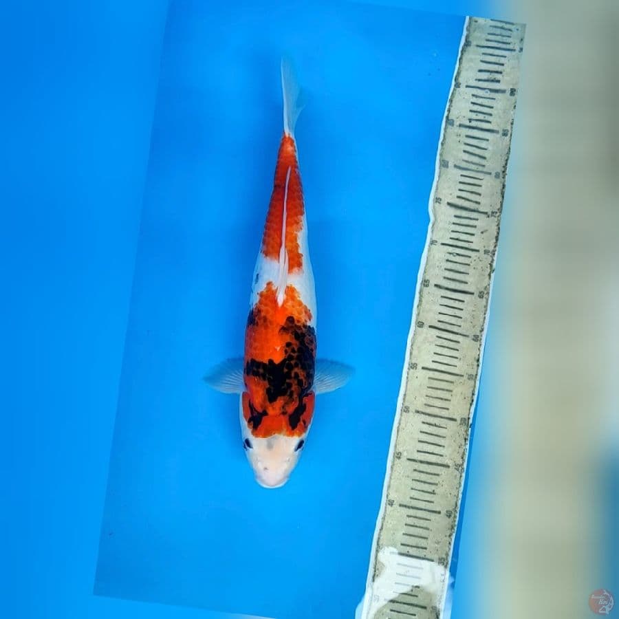 showa 46cm(fimle)