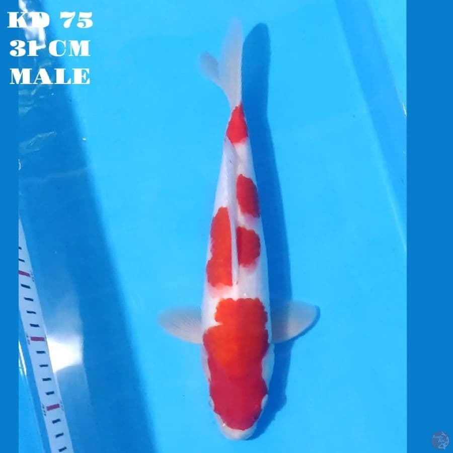 KOHAKU ORIGINAL