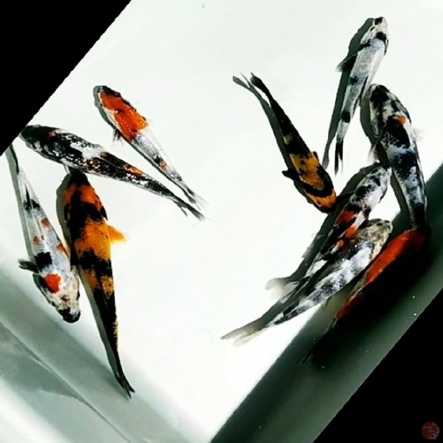 showa, shiro, utsuri mix ginrin 10ekr/12_17cm