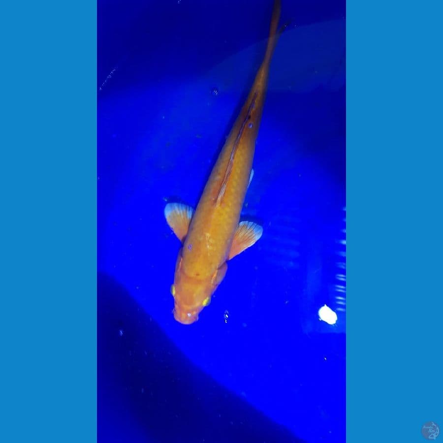 aka hajiro 35cm