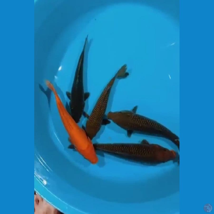 paket polosan 5 ekor