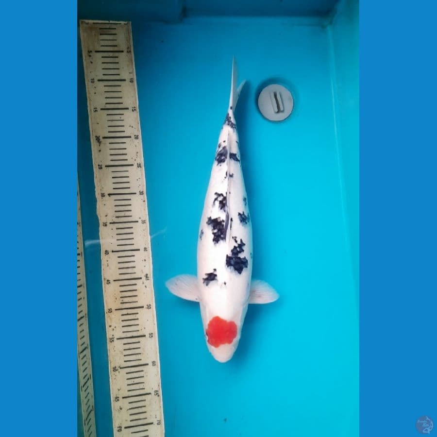 Tancho sanke 50cm female