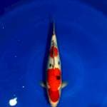SANKE 34cm female