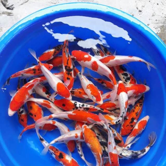 KOHAKU SANKE SHOWA 50 EKOR 