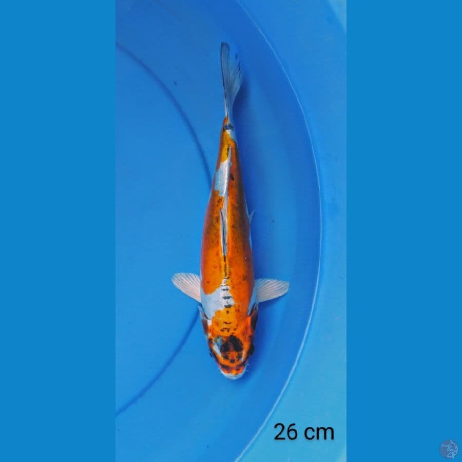 benikiko 26 cm
