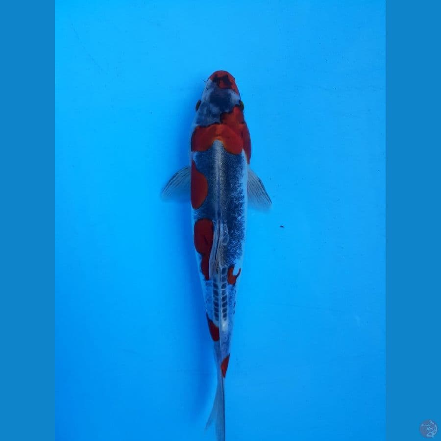 Rare Beni Kiko Berpunuk