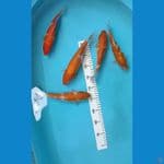 paket kohaku, sanke, 5 ekor 22-26 cm
