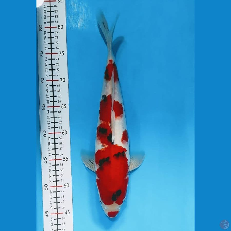 kindai Showa 39cm