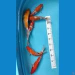 paket kohaku, sanke 6 ekor 21-24 cm
