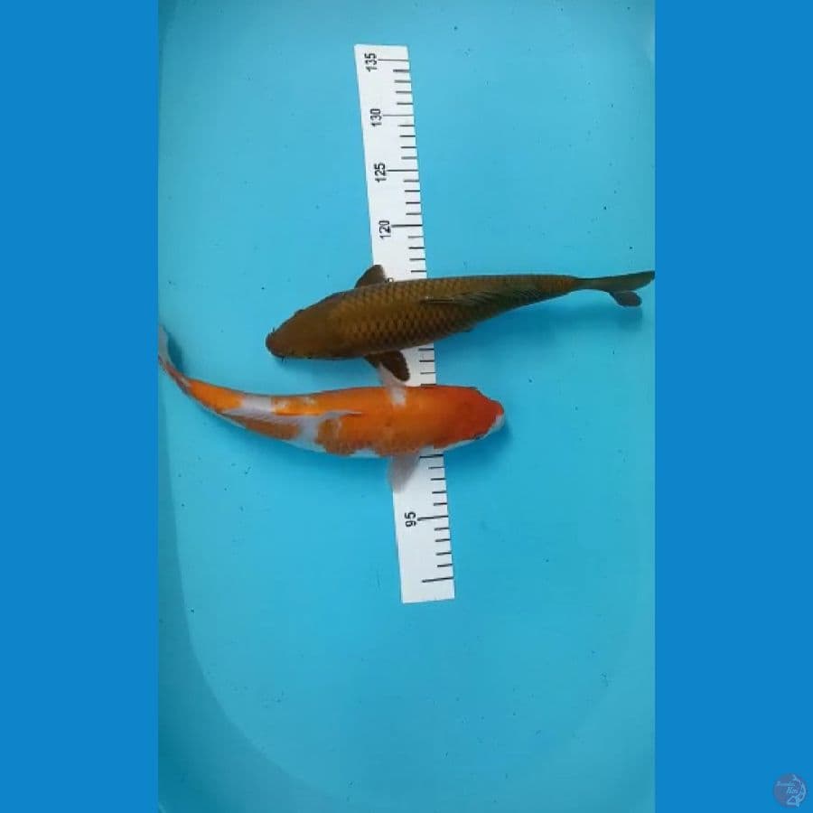 paket 2 ekor 32-33cm