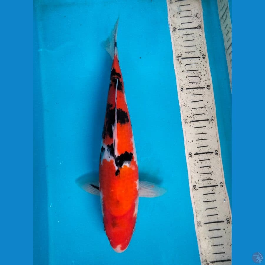 sanke 32cm f