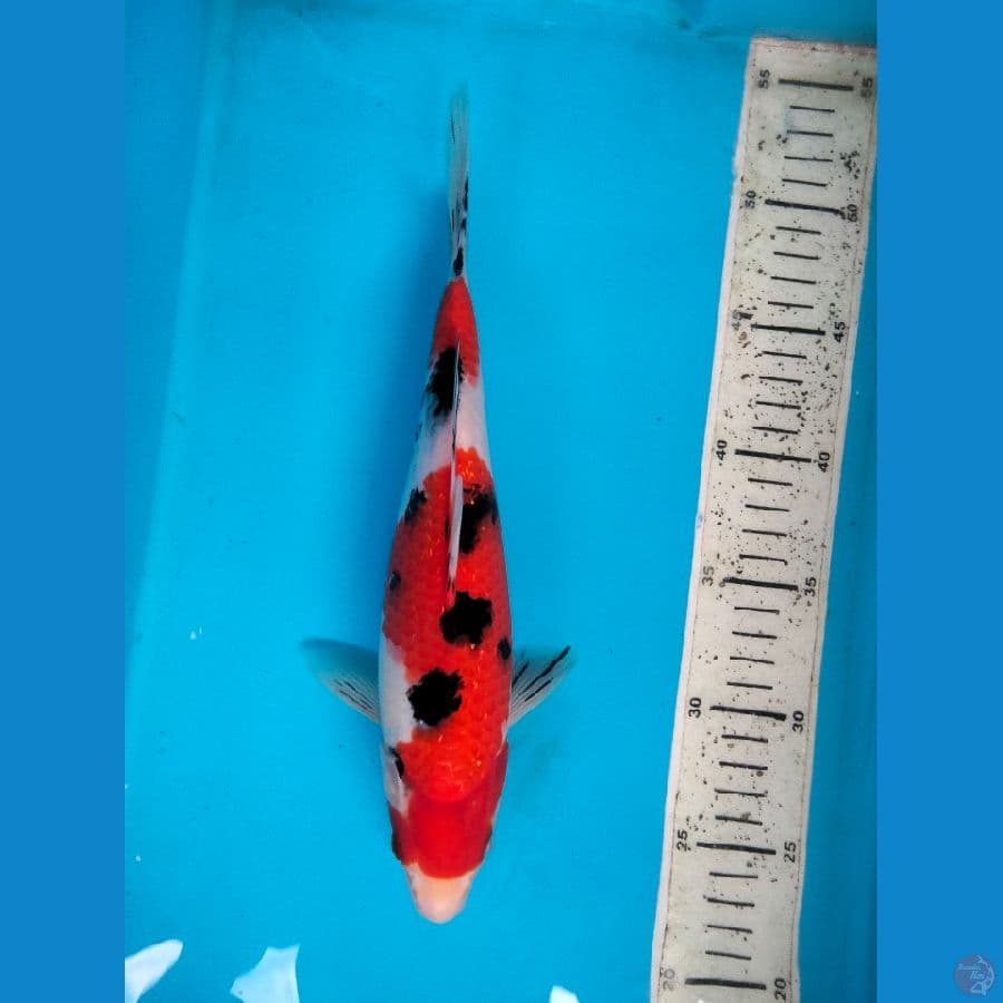 sanke 29cm