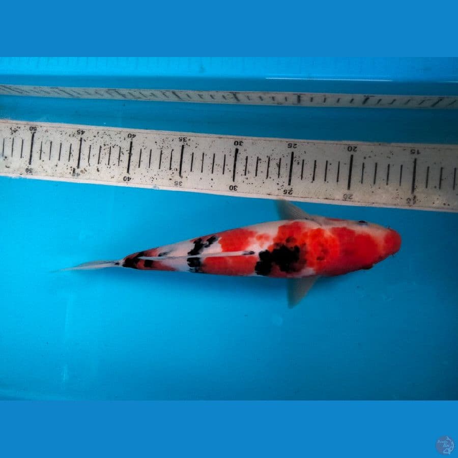 sanke 28cm