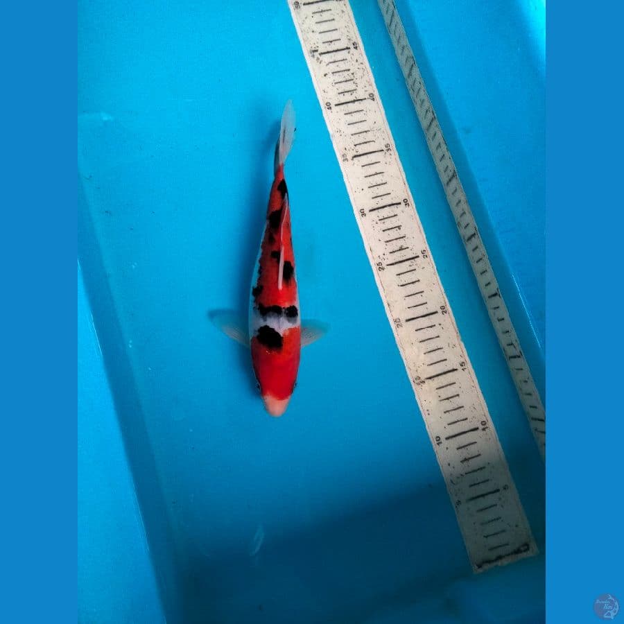 sanke 24cm