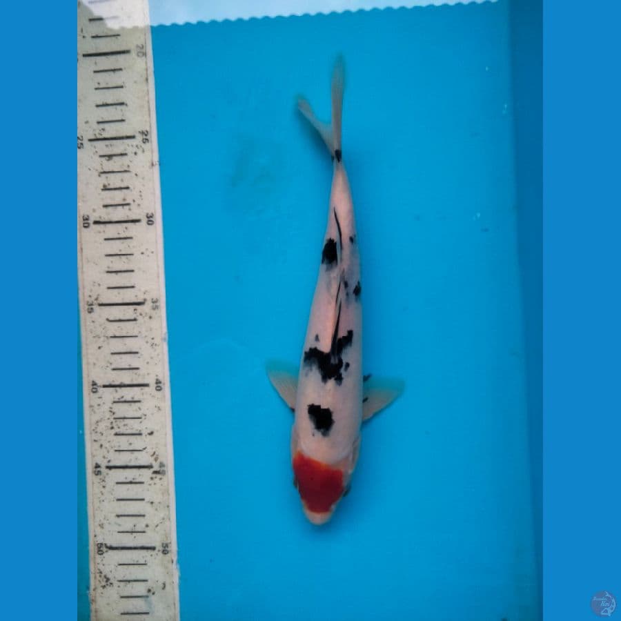 sanke 25cm