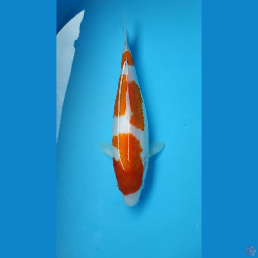 KOHAKU 3 step BODY TORPEDO 30cm