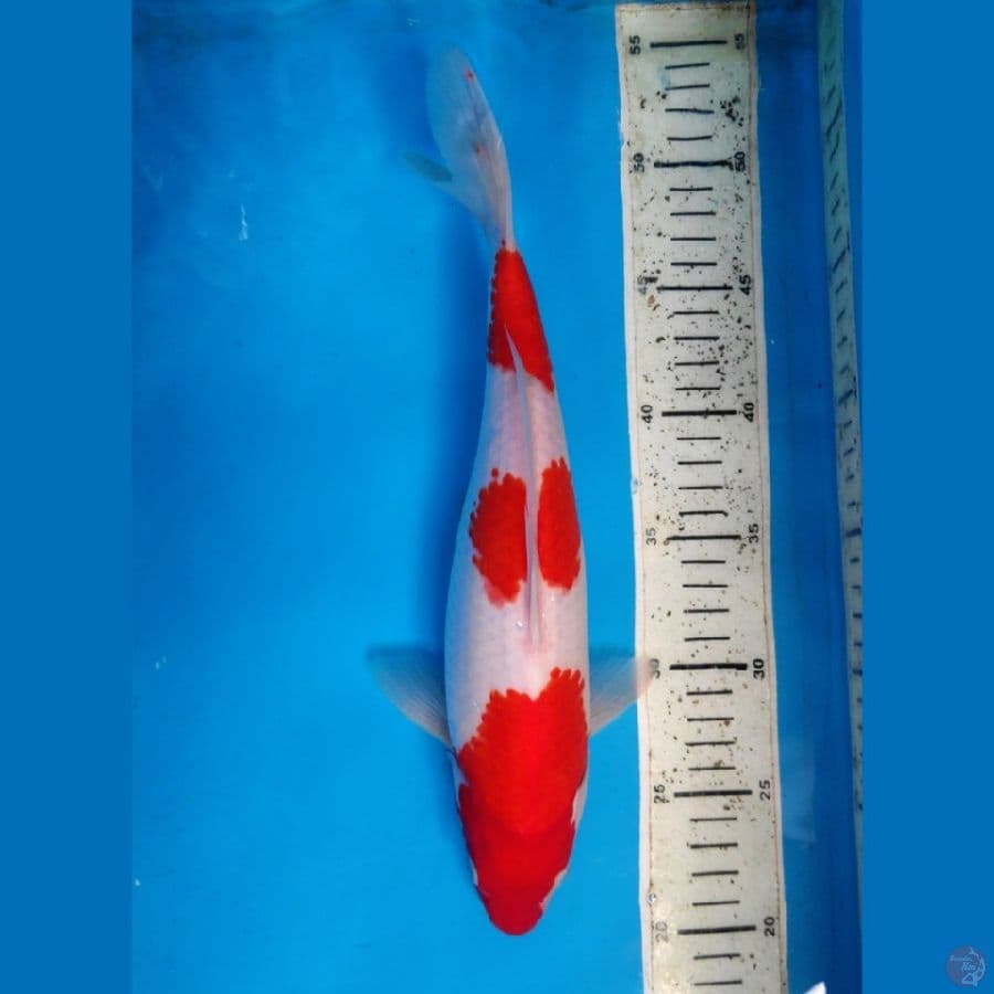 KOHAKU, 31CM FEMALE