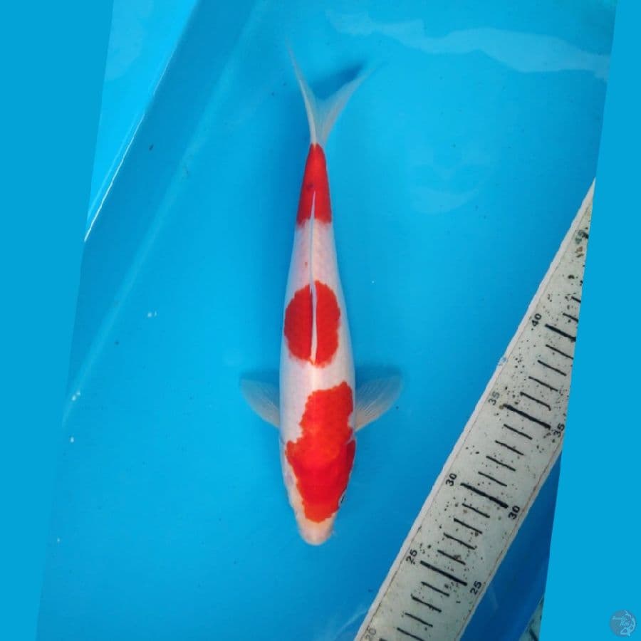 KOHAKU, 26cm 