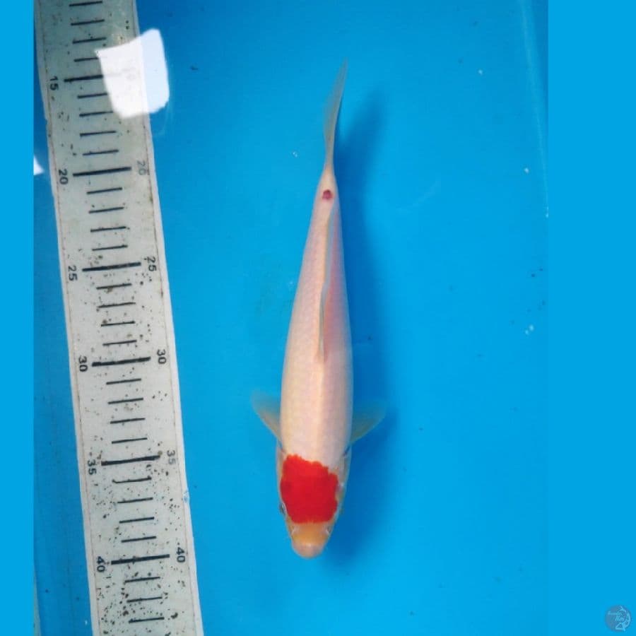 TANCHO, 24CM