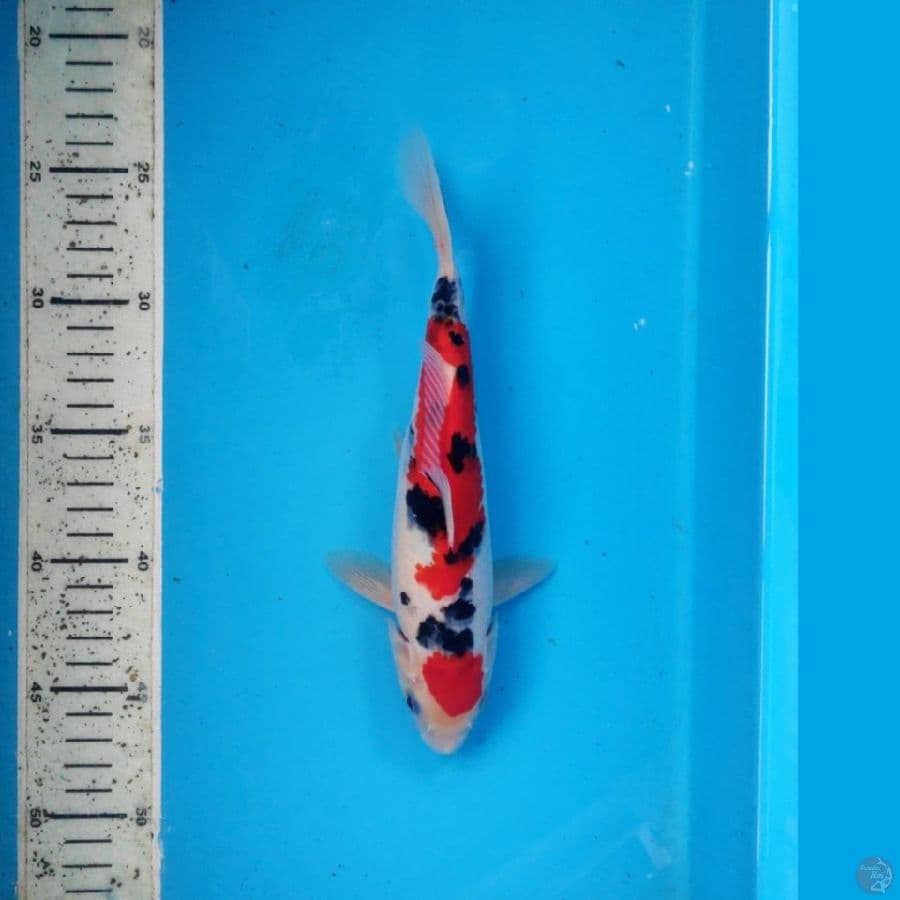 MARUTEN SANKE, 23cm
