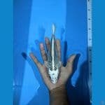 gin matsuba bahan, para keeper merapat